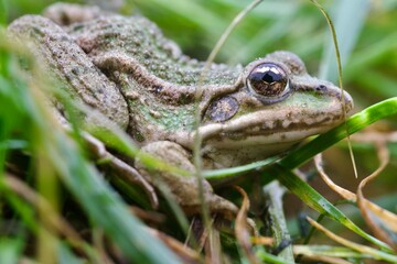 frog in the grass