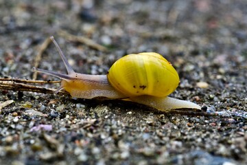 close up of a snail