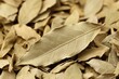 © Nia™ - Close up dried Bay leaf,aromatic leaf commonly used as a herb in cooking - generative ai