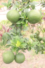 Oranges on tree in farm for harvest