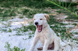 © kvdkz - Close up of cute white puppy.Yawning puppy.