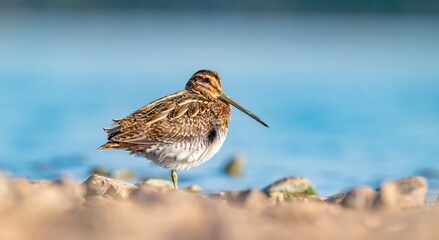 Wall Mural - Common Snipe (Gallinago gallinago) is a bird that lives in wetlands and feeds on aquatic invertebrates. It is a common species in Turkey.