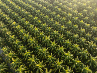 Canvas Print - Top view of coconut trees field in the sunrise