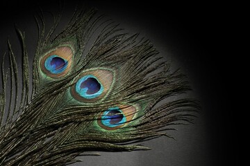 Poster - Many beautiful peacock feathers on black background, top view