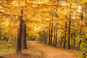 A forest path with trees covered in yellow leaves