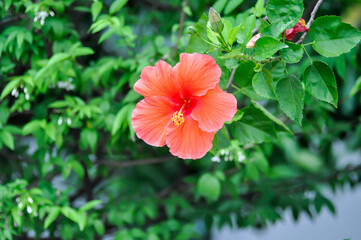 Chinese rose or Hibiscus or Hibiscus rosa sinensis or Hibisceae or Malvaceae , red hibiscus flower