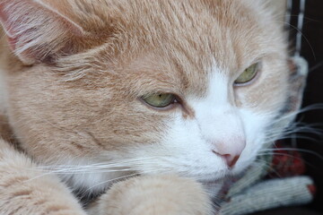 Poster - A close-up view of a cat relaxing on a couch.