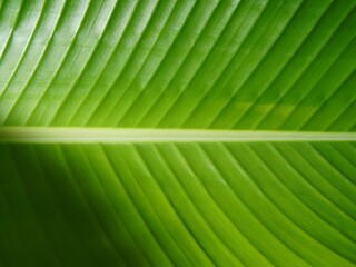 banana leaf. green banana leaf background. banana leaf texture. nature theme. plant theme.