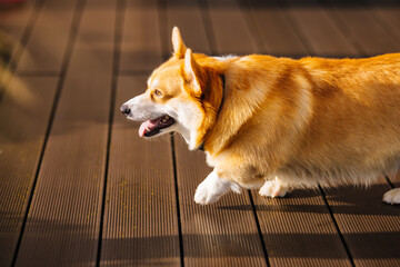 Corgi dog walking on a porch