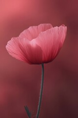 Canvas Print - A delicate pink flower gently sways in the soft breeze during sunset