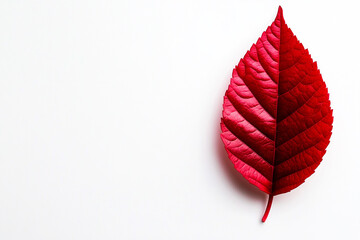 A vibrant red leaf showcasing intricate details against a clean white background, perfect for nature and seasonal themes.