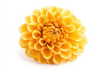 Wall Mural - A close-up shot of a bright yellow flower sitting on a clean white surface