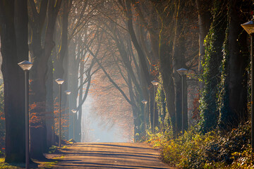 Wall Mural - Misty forest in winter with sunlight and foggy in the morning, Rays of sun shining through the trees along street or road with shadow, Winter landscape in countryside, Netherlands, Nature background.