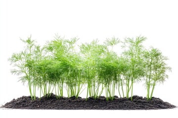 Poster - A cluster of green plants emerging from the earth, with soil and roots visible