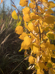 yellow aspen leaves