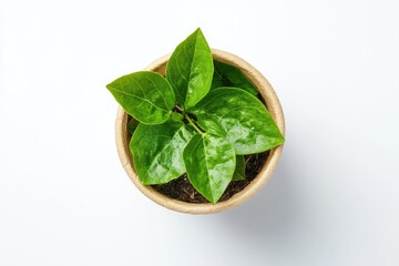 Wall Mural - A small potted plant with green leaves sits on a white surface