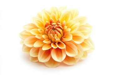 Aufkleber - A bright yellow flower on a white background, ideal for use in branding or design projects