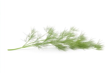 Poster - A single green plant on a white background