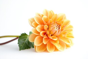 Aufkleber - A single yellow flower placed on a white surface, perfect for decorating or illustration
