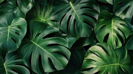 Poster - Tropical Leaf Texture