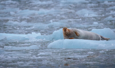 Wall Mural - Walrus minding his own business on ice