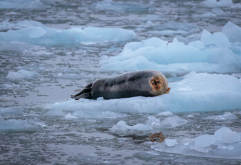 Wall Mural - Walrus minding his own business on ice