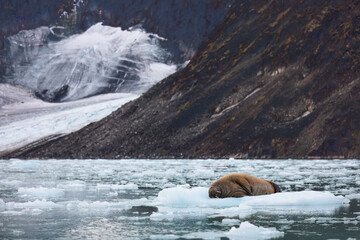 Wall Mural - walrus minding his own business on ice