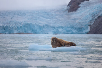 Wall Mural - walrus minding his own business on ice