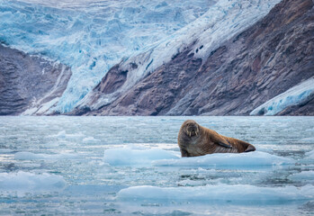 Wall Mural - walrus minding his own business on ice