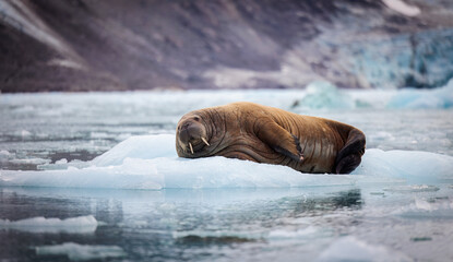 Wall Mural - walrus minding his own business on ice