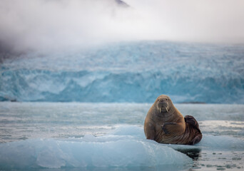 Wall Mural - walrus minding his own business on ice
