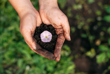 hands in a handful of earth against the background of plants