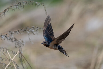 Wall Mural - Barn Swallow (Hirundo rustica) in flight. The barn swallow is a small, agile bird with a forked tail, known for aerial insect hunting and long-distance migration.