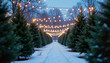 © Olga Nevskaya - Christmas tree lot with festive lights and snow-covered path at dusk