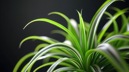 Canvas Print - Green and White Plant