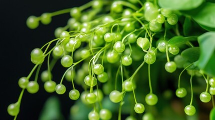 Canvas Print - Close-up of Green Plant