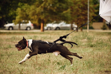 Training a serious dog outdoors. A black and white American Staffordshire Terrier runs around the field in a special sports harness with a parachute attached.