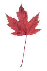 Wall Mural - red maple leaf in autumn fall colour during november, macro close up png file cut out and isolated o