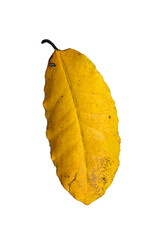 Wall Mural - autumn leaf in fall colour during november, macro close up png file cut out and isolated on a transp