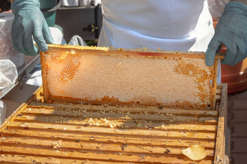 Beekeeper removes frame with honeycomb from hive