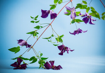 Wall Mural - branch of blooming purple clematis, isolated on blue background