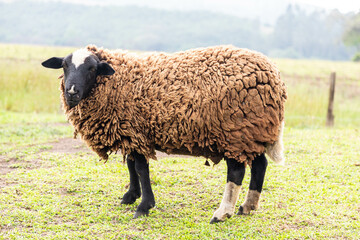 Isolated sheep grazing grass in selective focus and blurred background