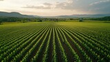 A drone shot of rows of corn plants in a vast field, with a small village visible in the distance.