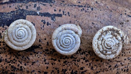 Three snail shells