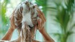 © familymedia - A woman is applying a rich and foamy shampoo to her hair, surrounded by bright greenery that suggests a soothing and refreshing hair care experience.