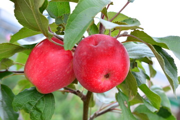 red apples are growing on a tree with green leaves macro