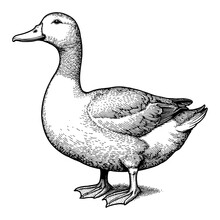 Detailed Vintage Duck Illustration in Black and White Engraving with Hand Drawn Design