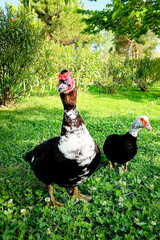 A male and female Muscovy duck are walking on the grass on a summer day. Vertical photo.