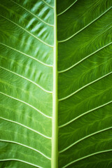 green leaf close-up with expressive texture as a natural background for organic products