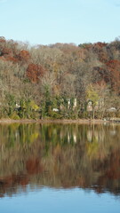 The colorful forest view in the natural park with the running river nearby in autumn